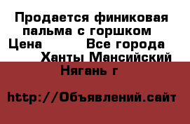 Продается финиковая пальма с горшком › Цена ­ 600 - Все города  »    . Ханты-Мансийский,Нягань г.